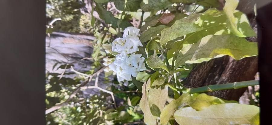 Tabernaemontana stapfiana flower