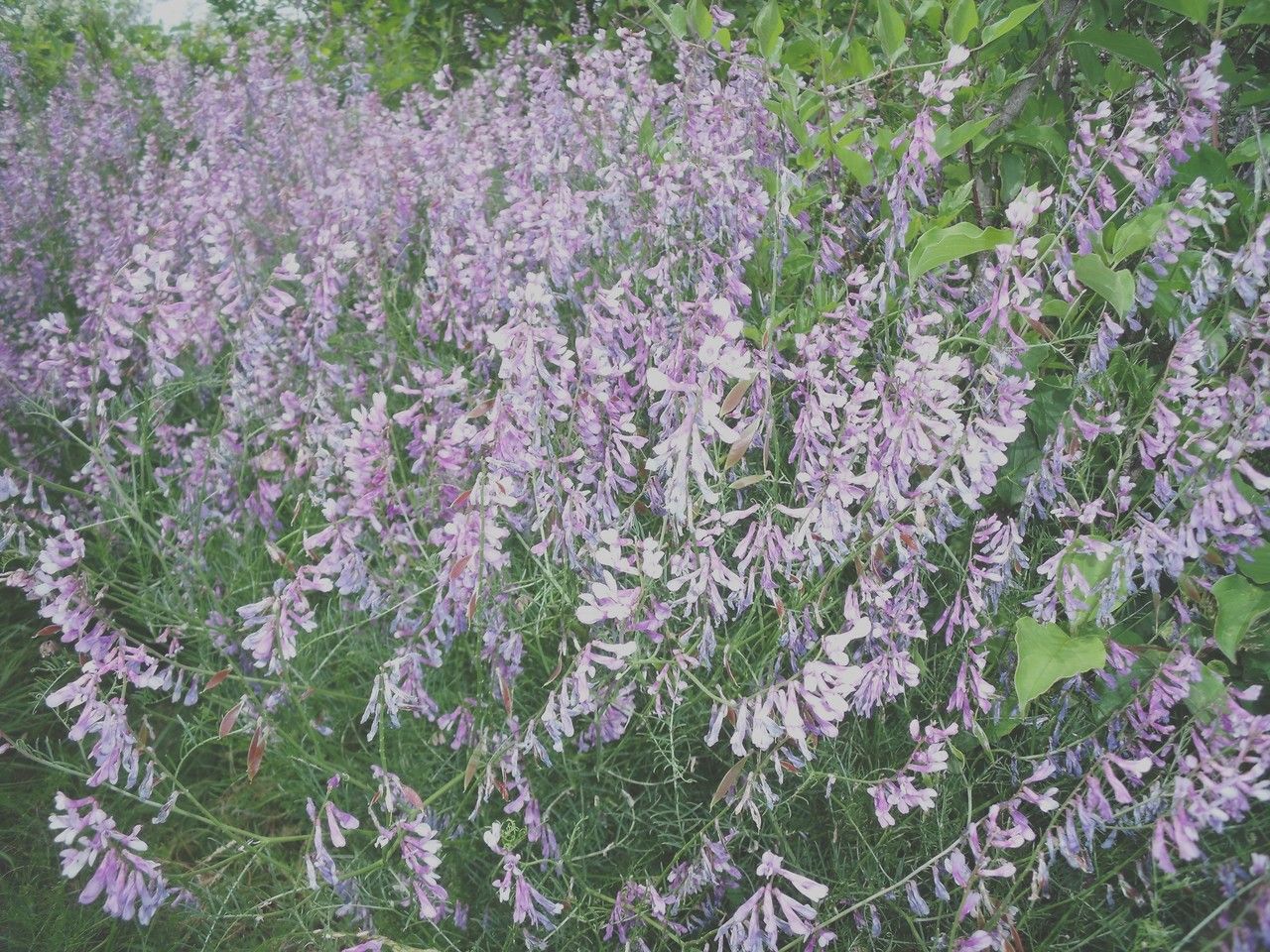 Vicia dalmatica habit