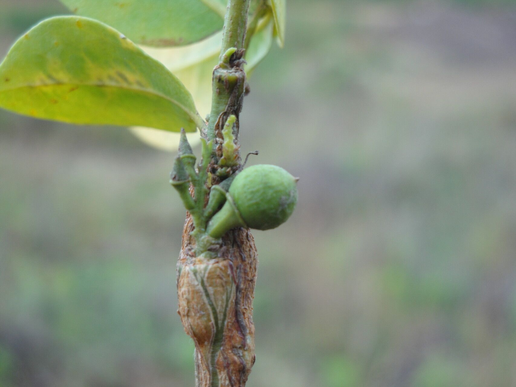 Olax obtusifolia fruit