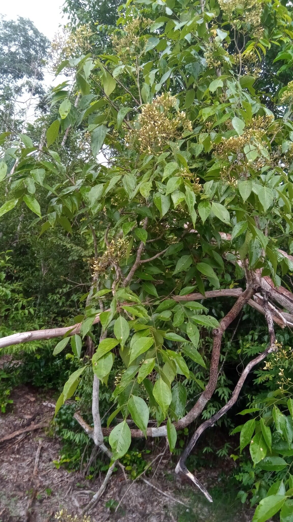 Dalbergia greveana habit