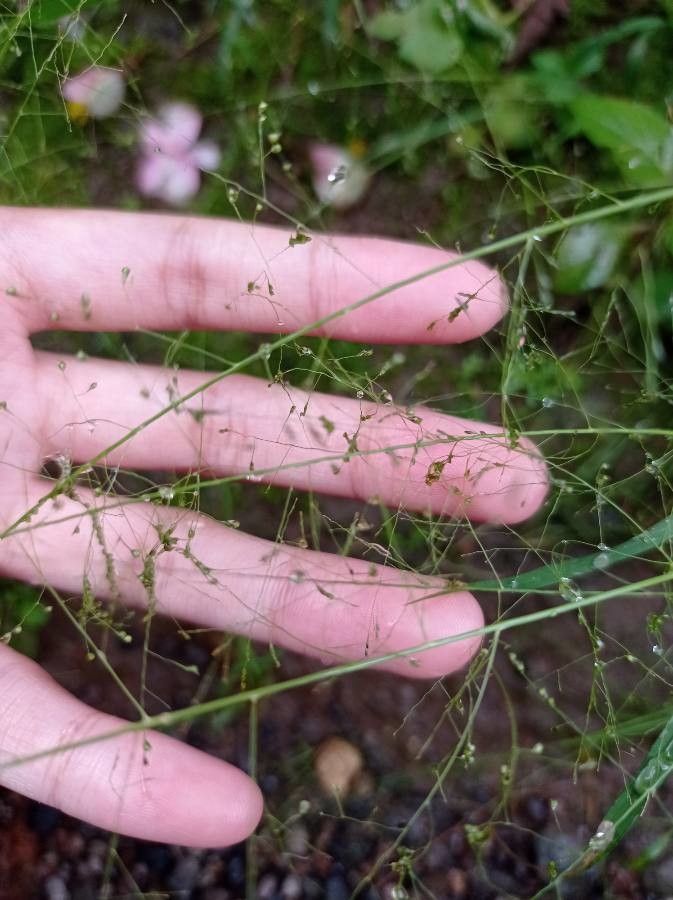Panicum hispidifolium flower