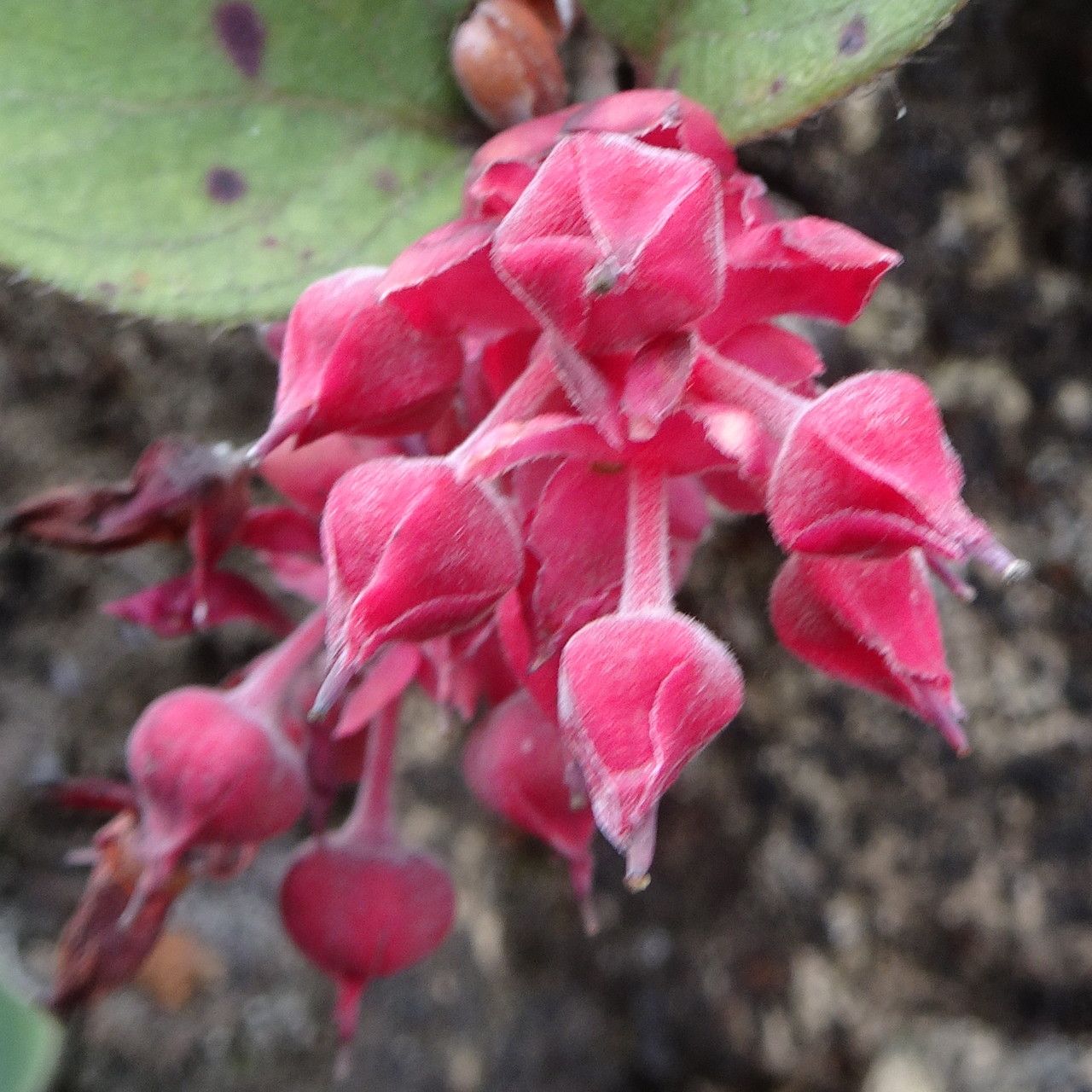 Gaultheria sclerophylla flower