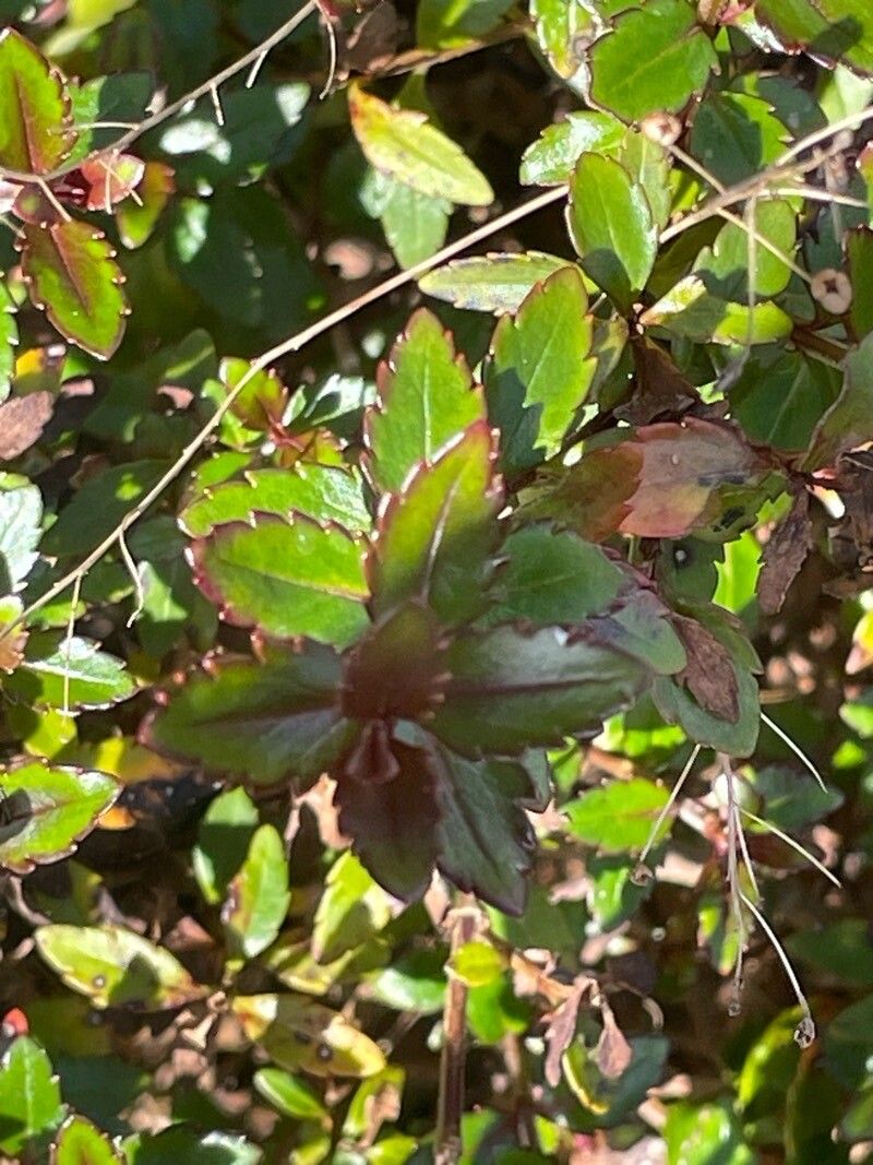 Veronica catarractae leaf