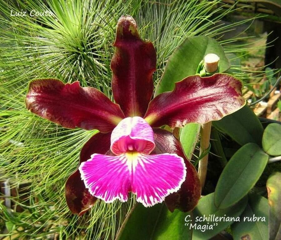Cattleya schilleriana — search result for 'Cattleya'