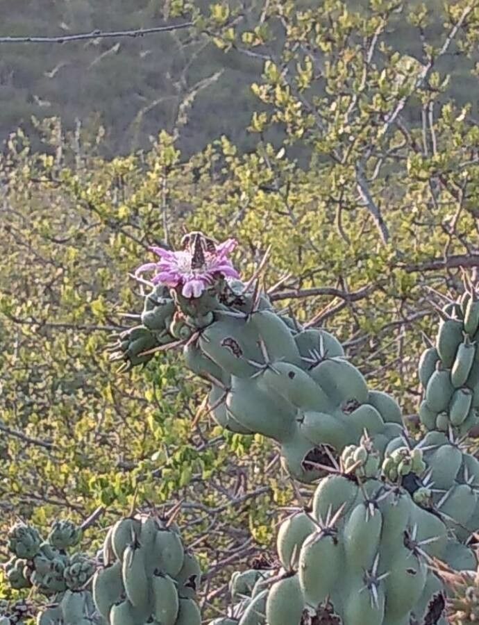 Cereus uruguayanus flower