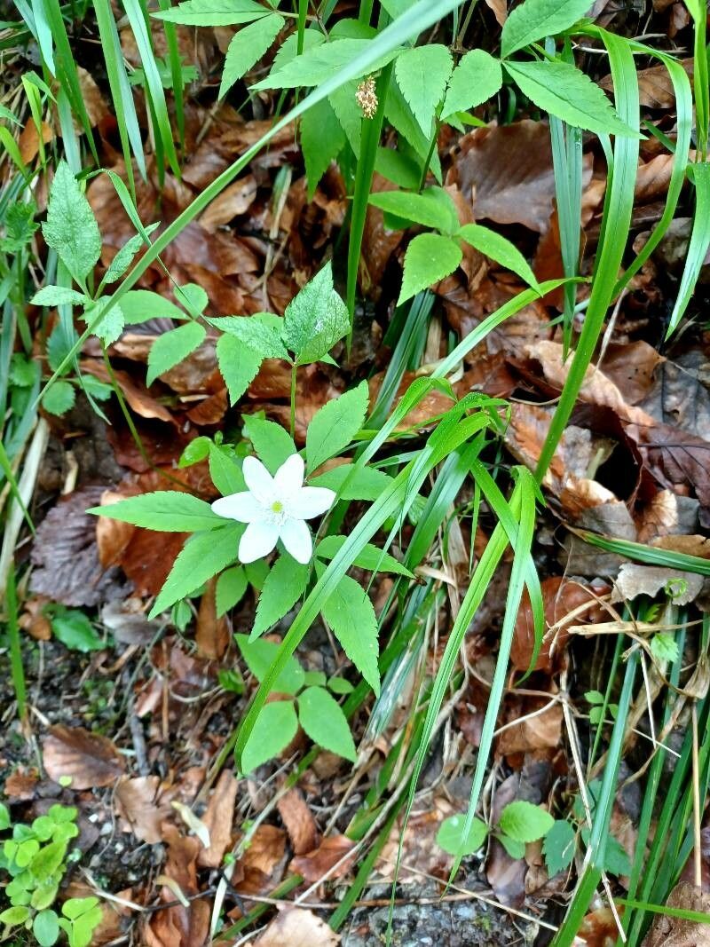 Anemonoides lancifolia flower