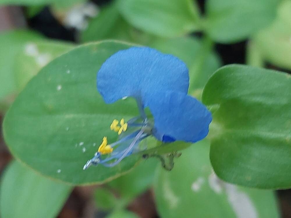 Cyanotis vaga flower