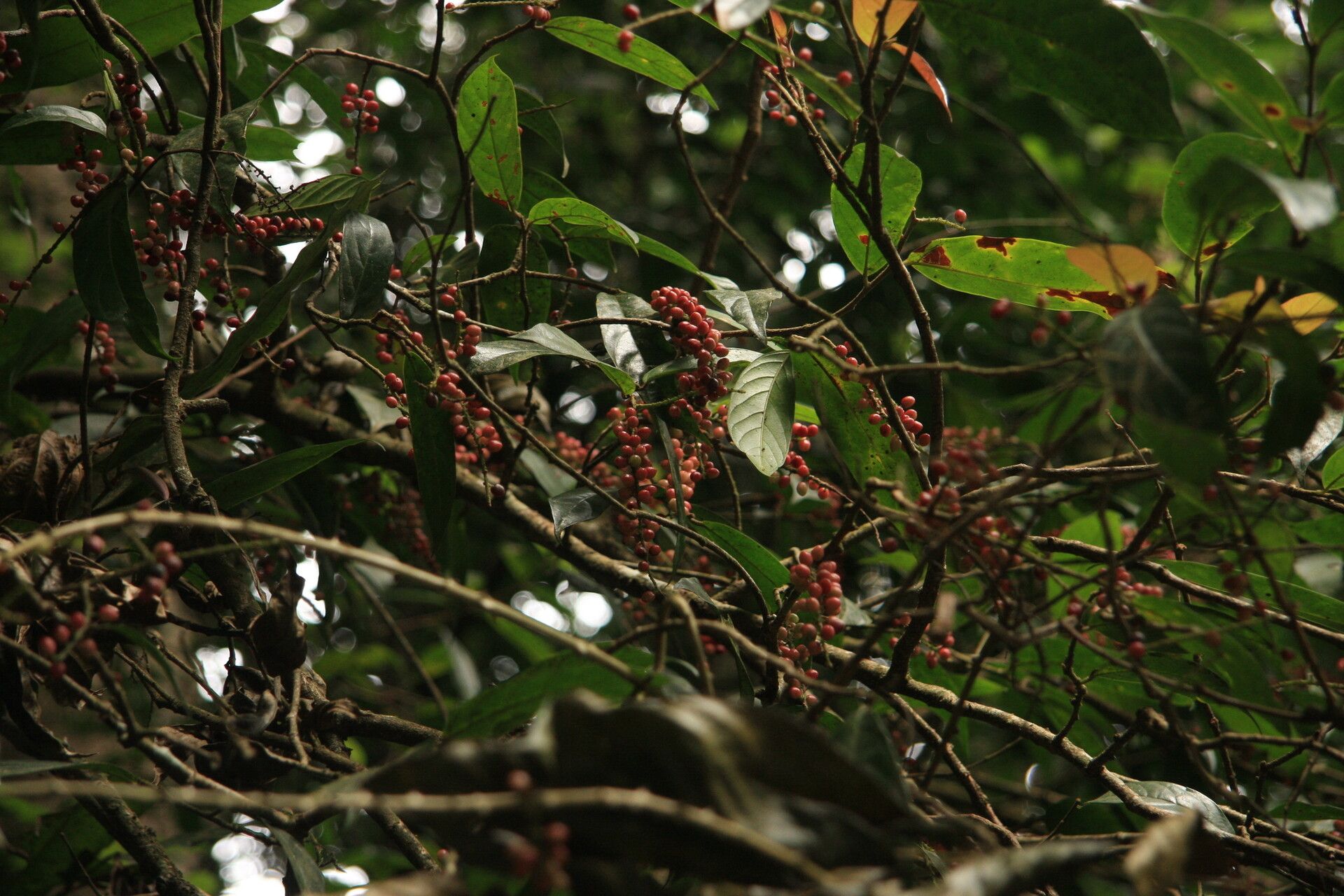 Antidesma montanum fruit