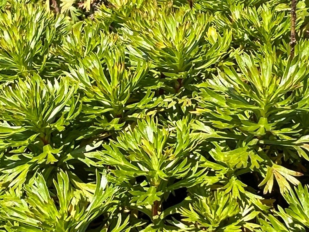 Luetkea pectinata — search result for 'Subarctic regions of North America'