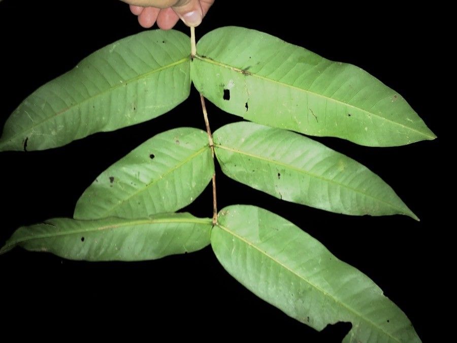 Mouriri osaensis — search result for 'Mouriri'