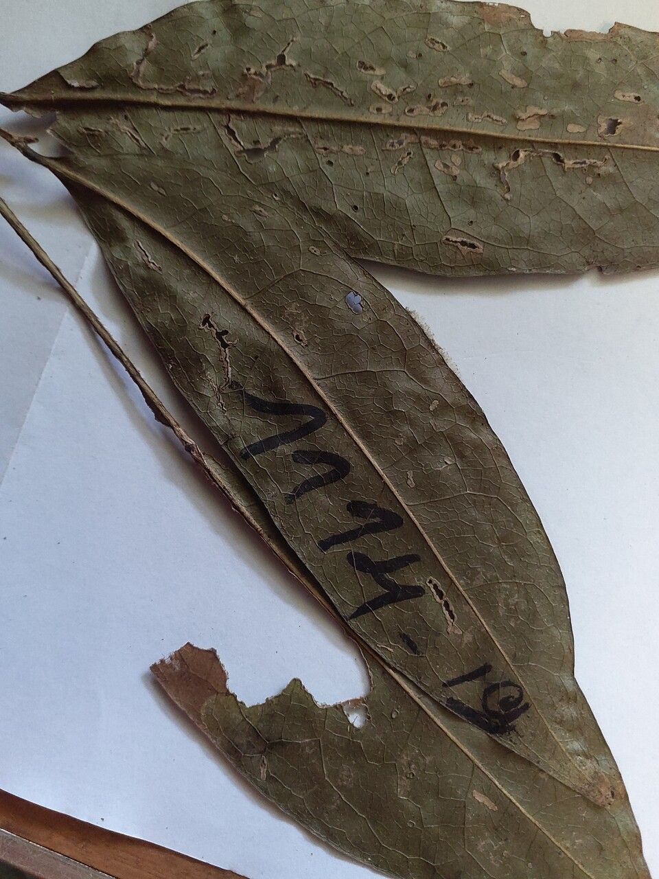 Drypetes fanshawei leaf