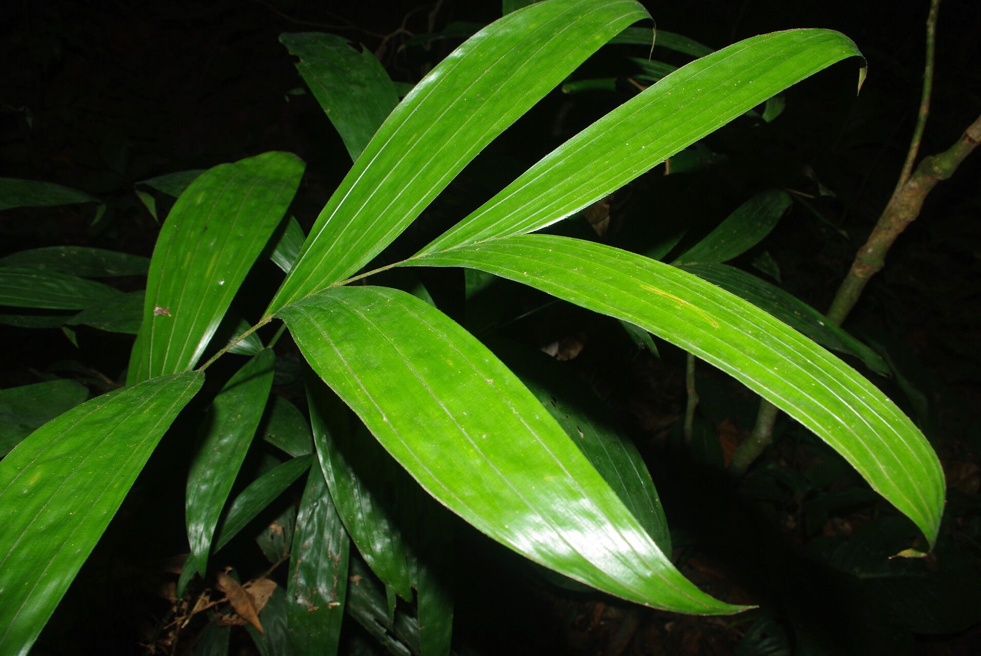 Laccosperma opacum leaf