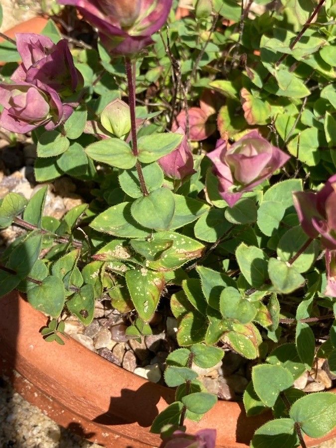 Origanum amanum