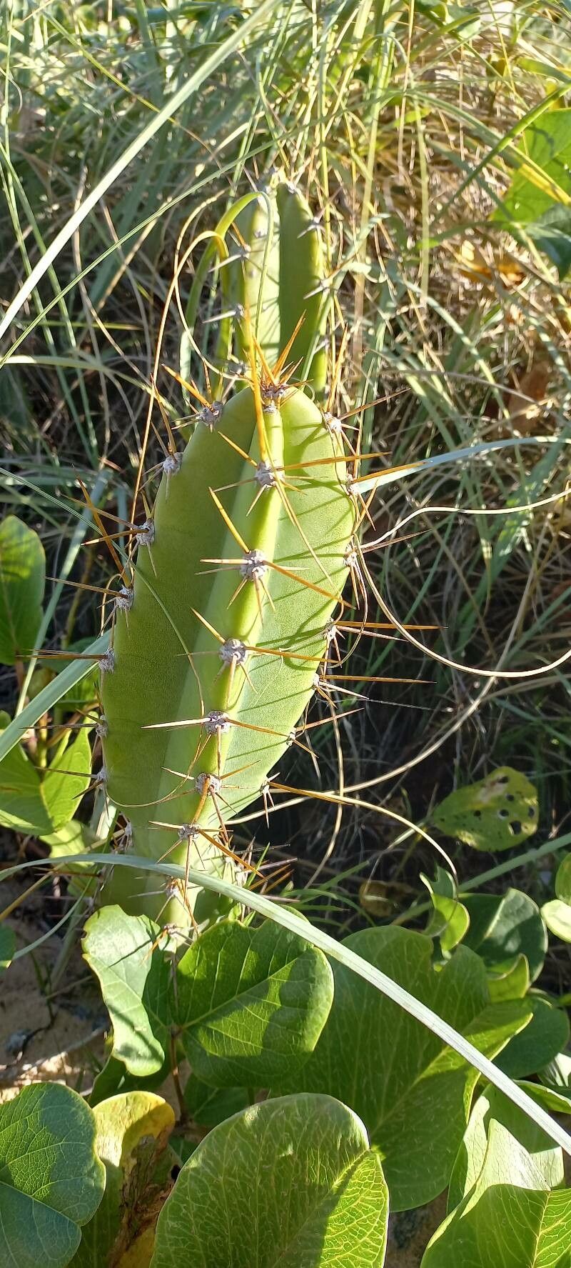 Cereus fernambucensis leaf