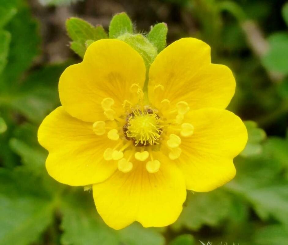 Potentilla flabellifolia — search result for 'Potentilla'