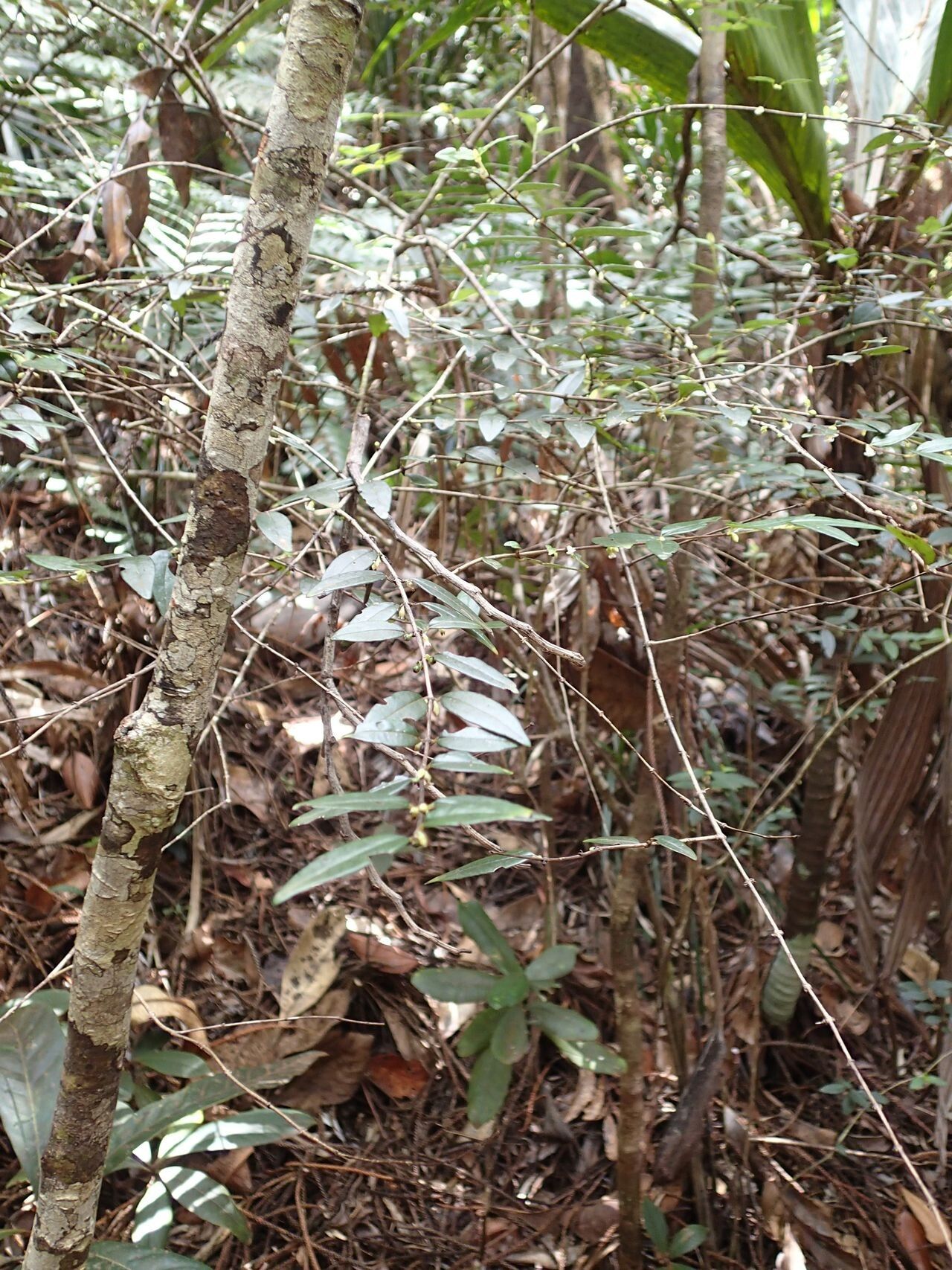 Geniostoma rupestre habit