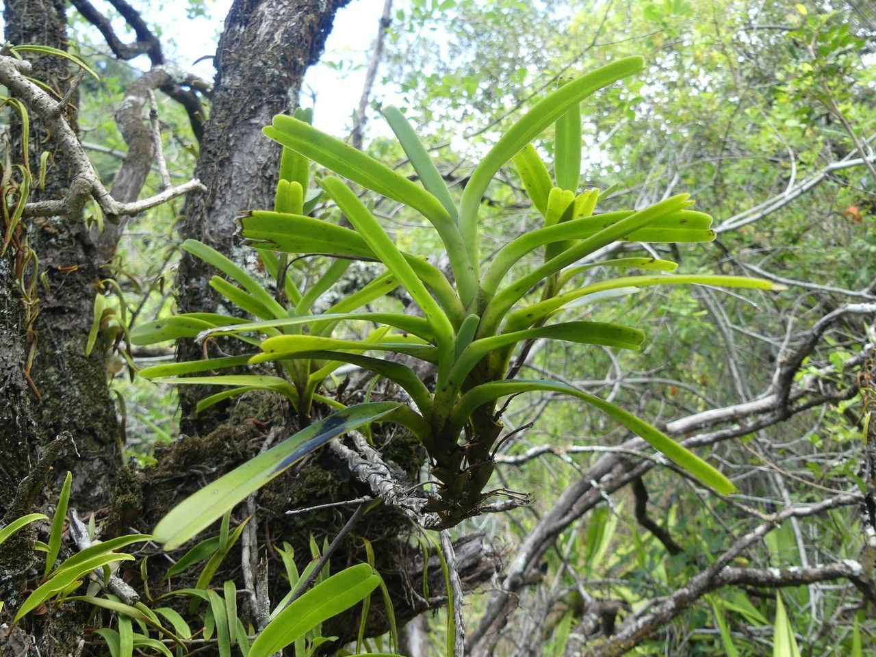Jumellea recta habit