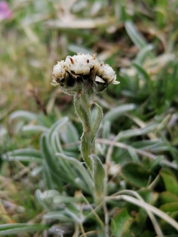 Antennaria carpatica flower