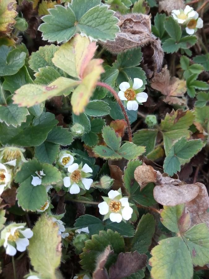 Potentilla thuringiaca habit