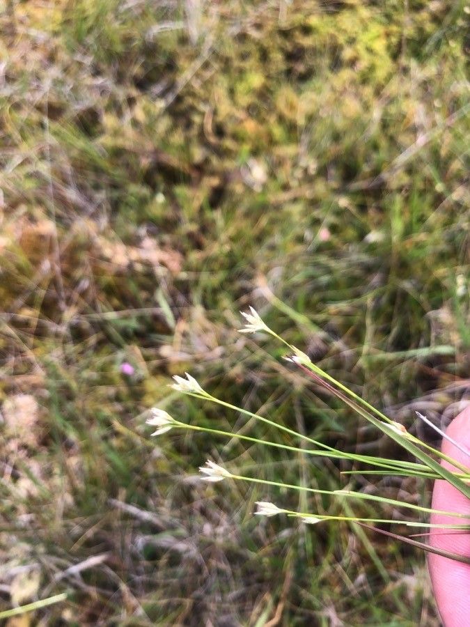 Rhynchospora alba flower