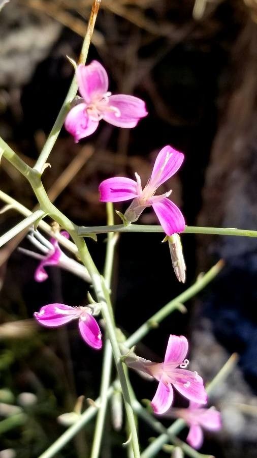 Pleiacanthus spinosus flower