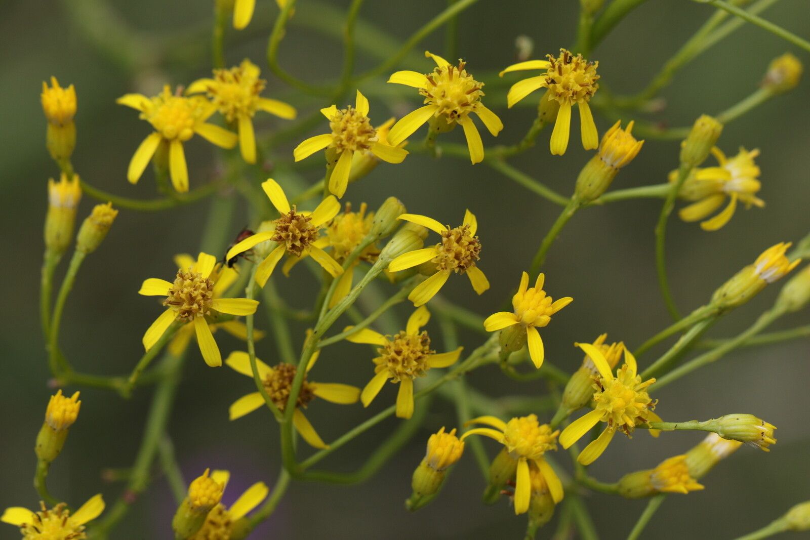 Senecio inornatus flower