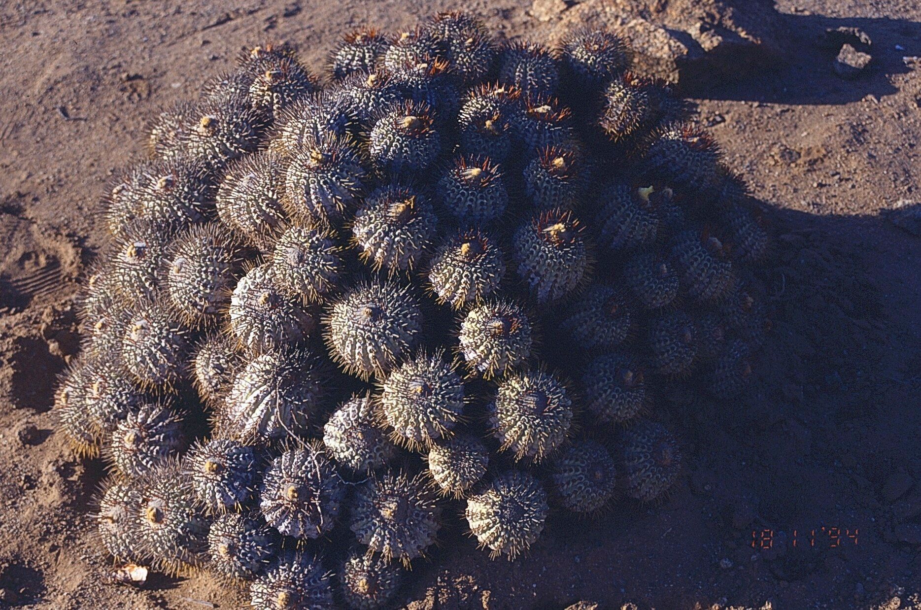 Copiapoa cinerascens — houseplant care guide