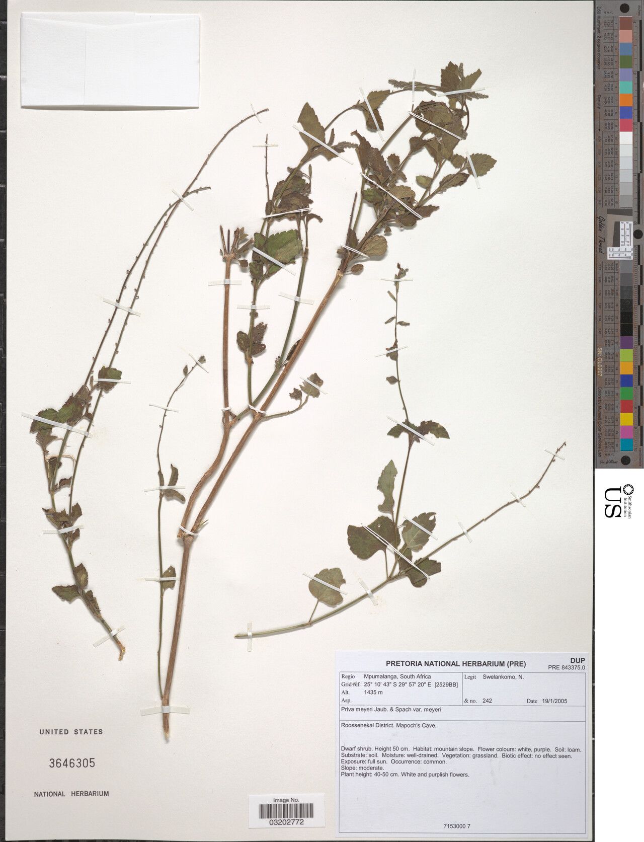 Priva meyeri — search result for 'Priva'