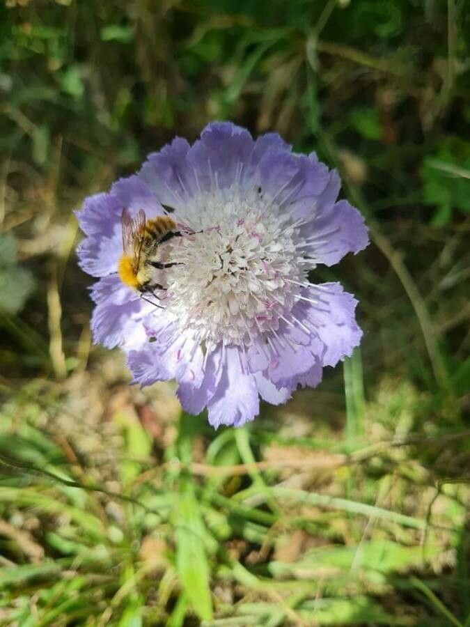 Scabiosa caucasica flower