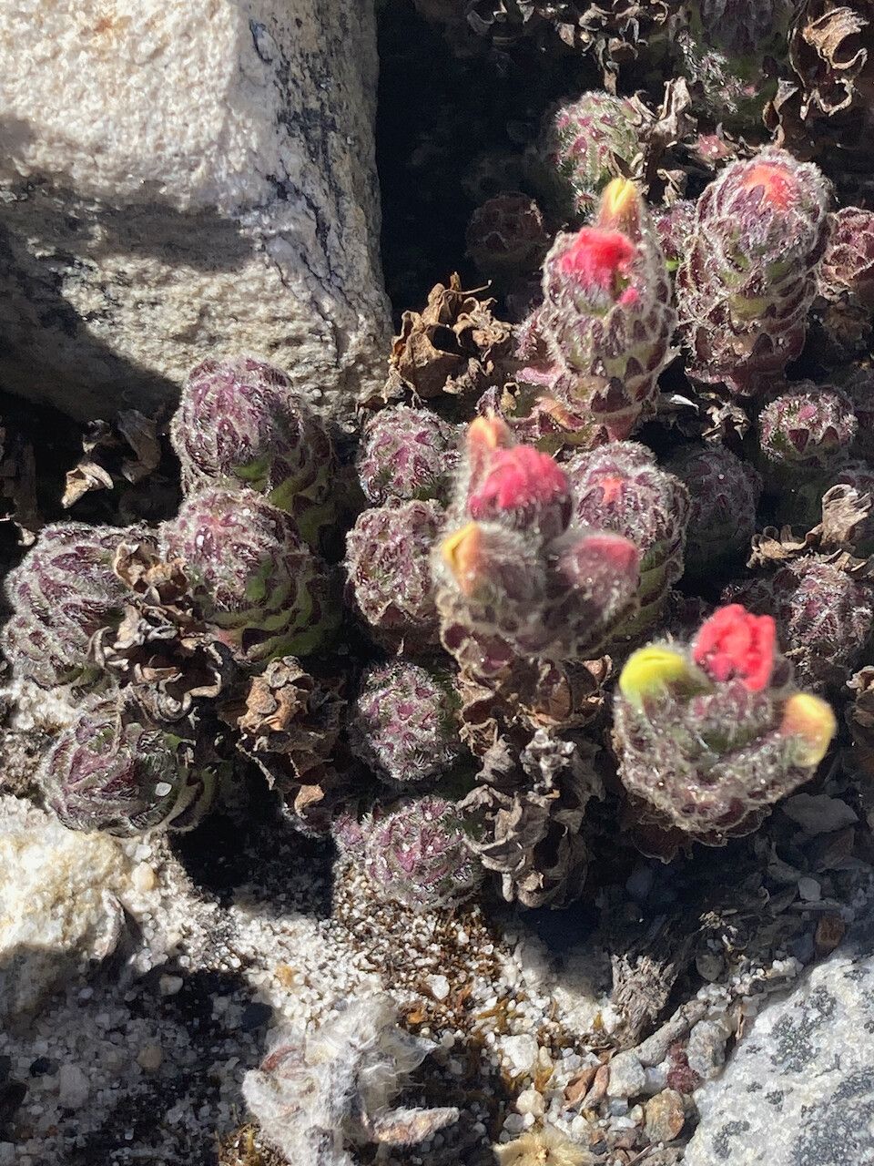 Castilleja paramensis habit