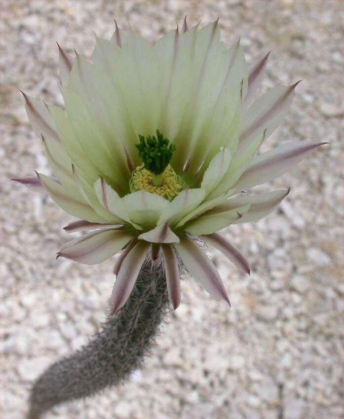 Echinocereus waldeisii — search result for 'Echinocereus'