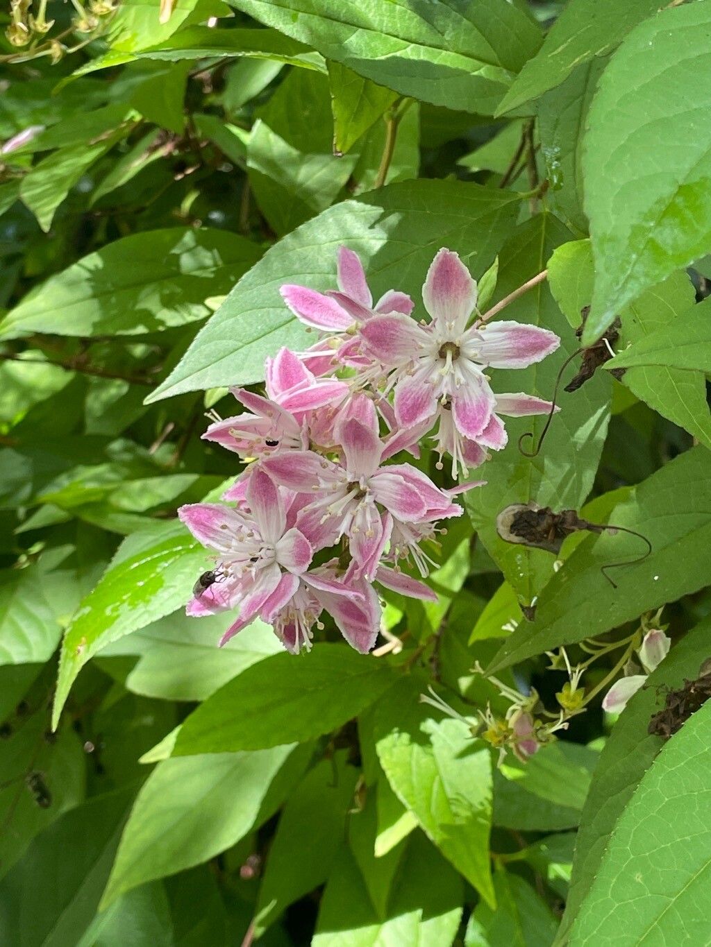 Deutzia hybrida — search result for 'Deutzia'