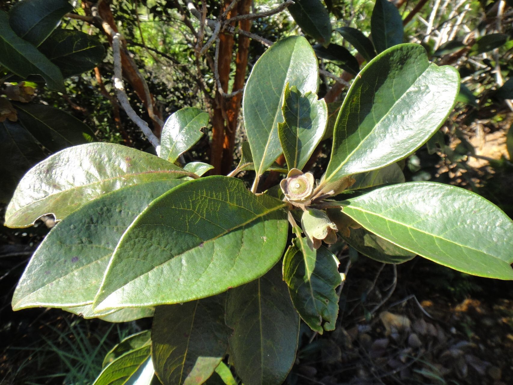 Rhodomyrtus locellata — related species from the same genus