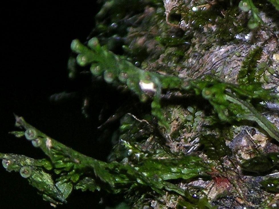 Polyphlebium diaphanum other