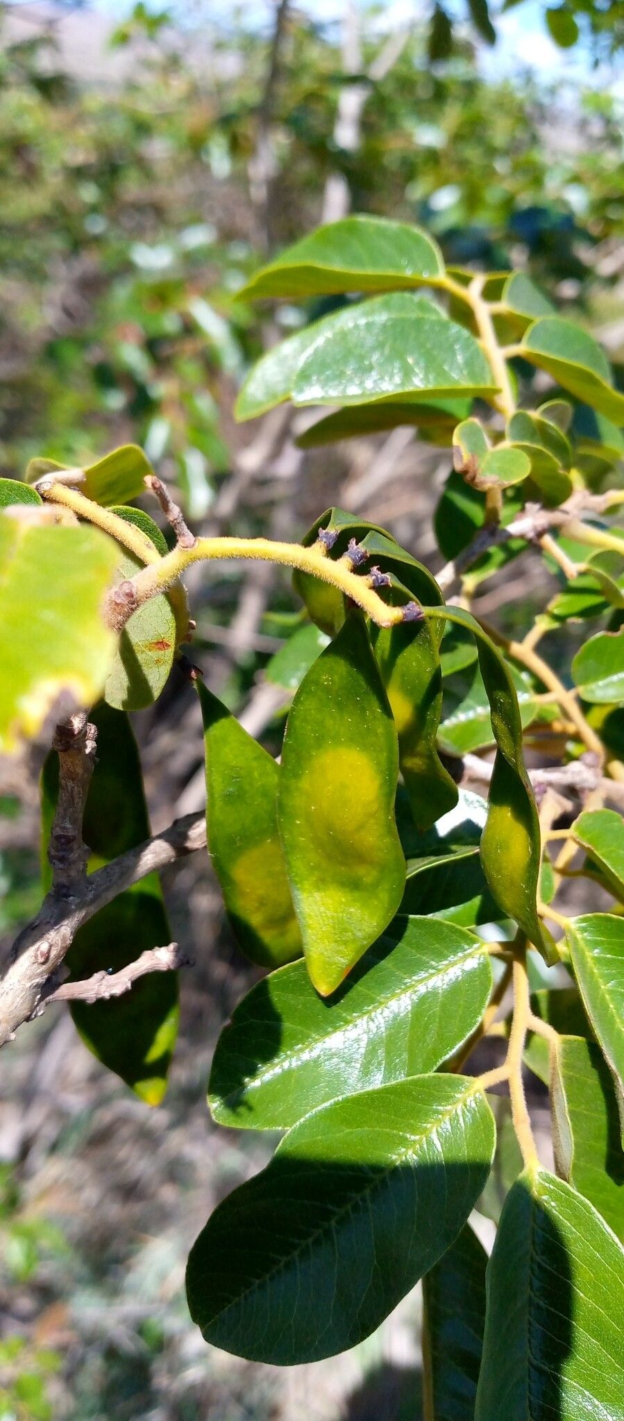 Dalbergia chermezonii fruit