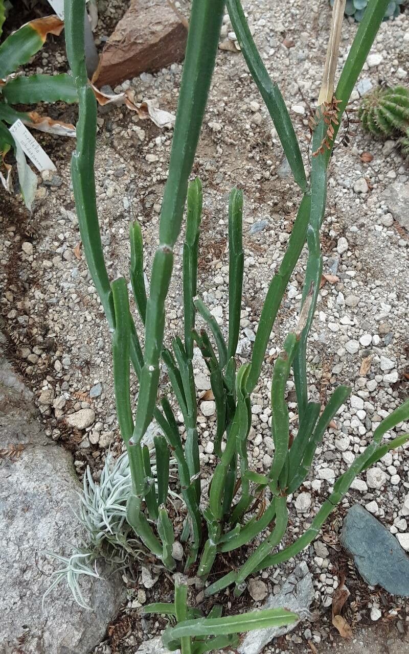 Euphorbia sipolisii leaf