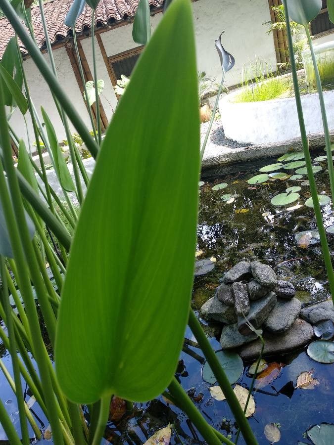 Bactris brongniartii — houseplant care guide