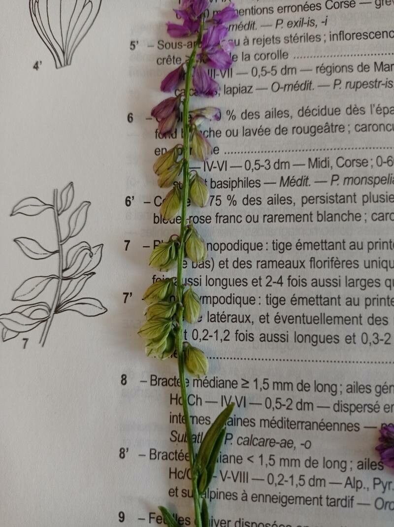 Polygala comosa fruit