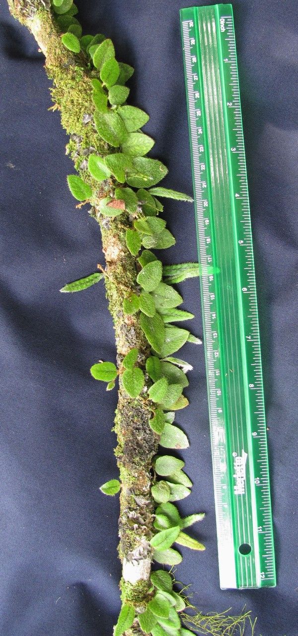 Microgramma tecta other