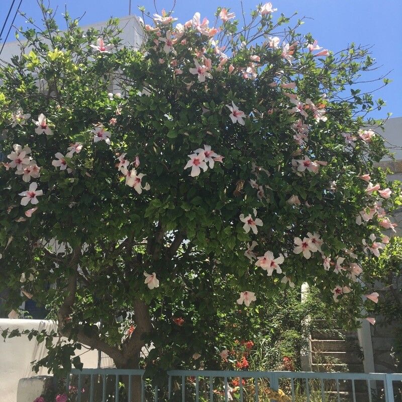 Hibiscus genevii habit