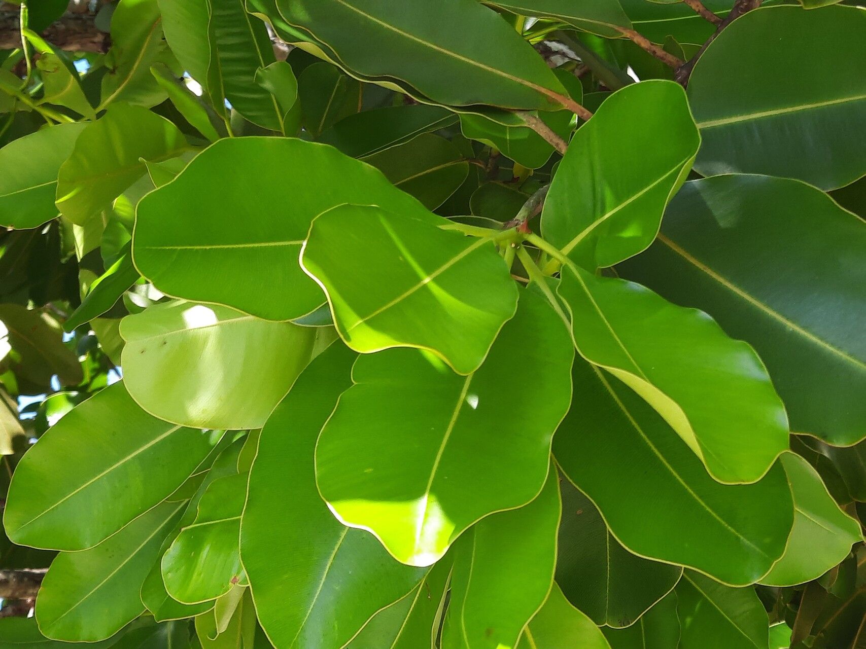Calophyllum inophyllum leaf