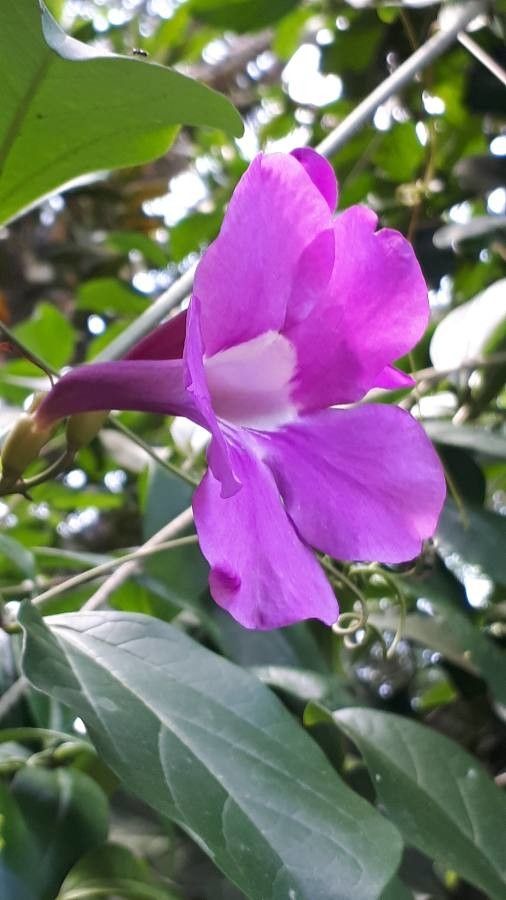 Bignonia magnifica flower