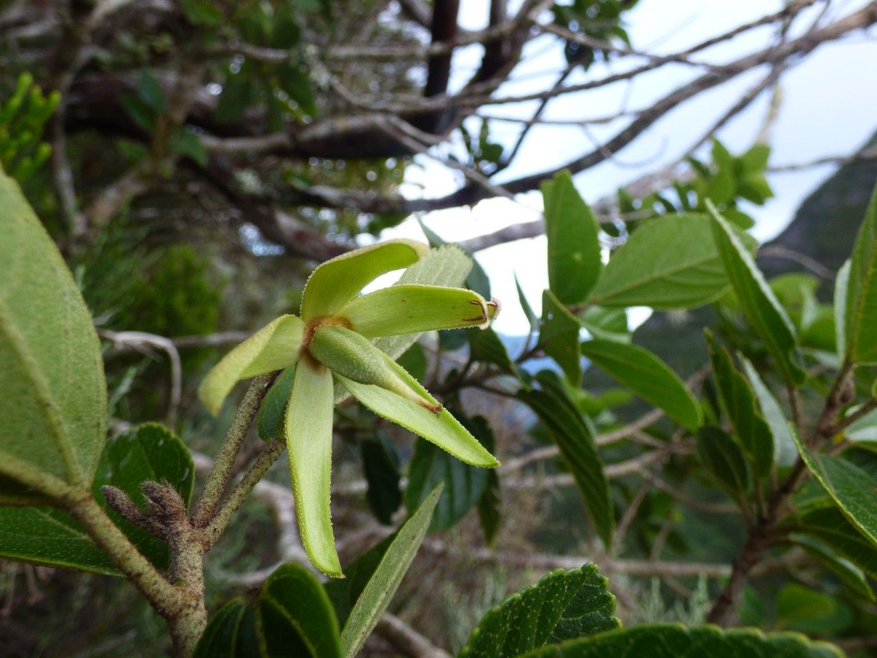 Trochetia granulata fruit