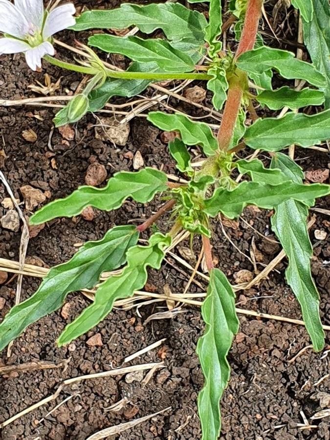 Monsonia angustifolia leaf