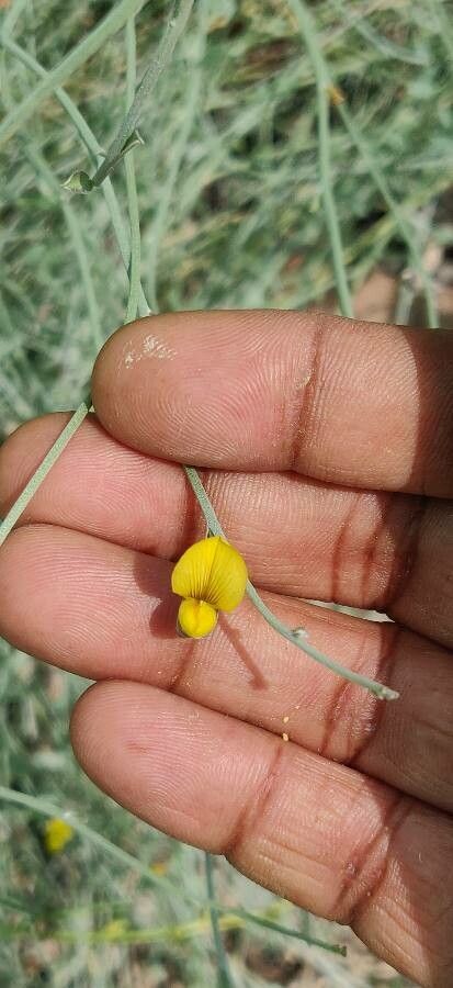 Ephedra altissima flower