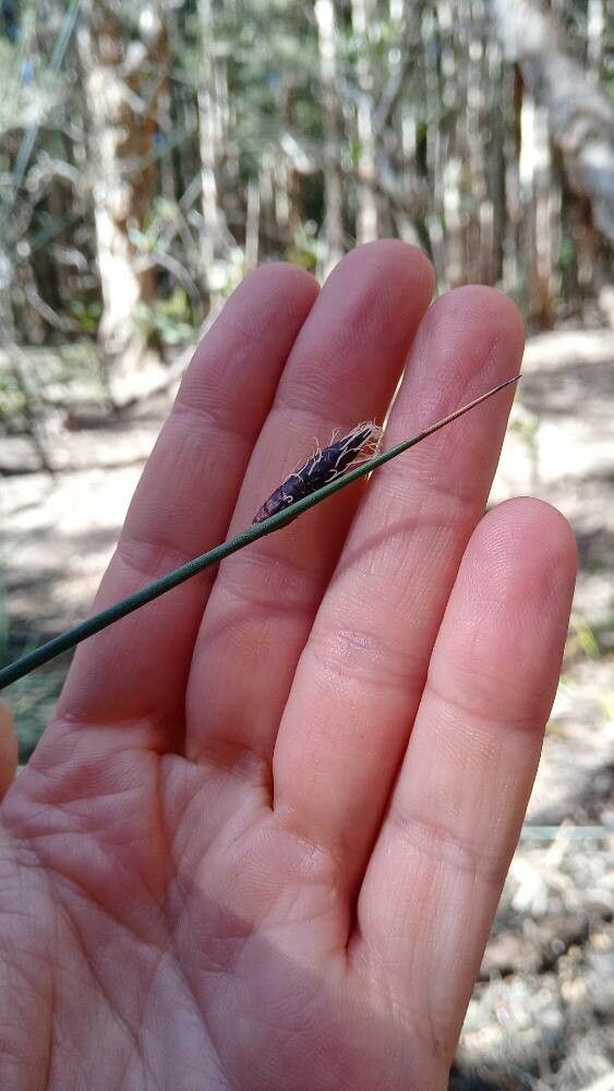 Lepironia articulata flower