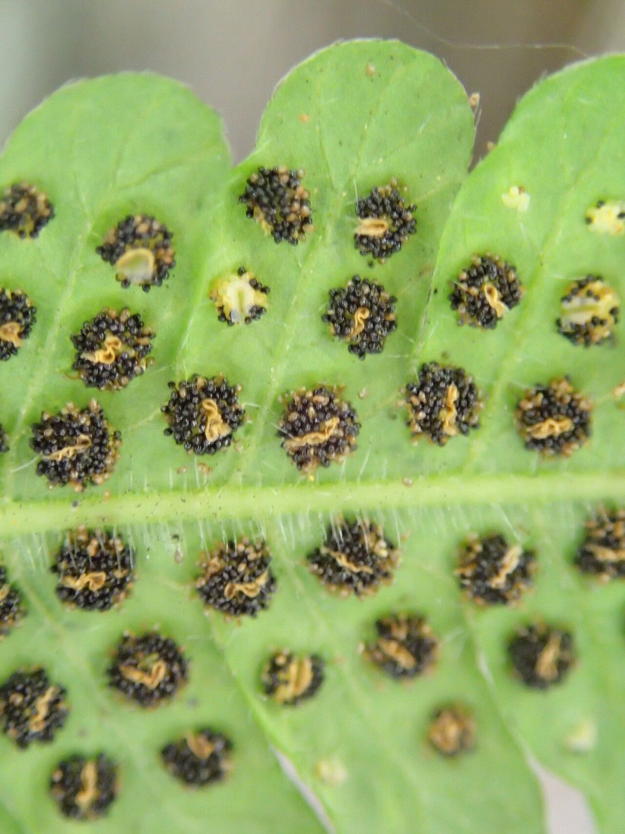 Thelypteris hispidula — search result for 'Thelypteris'