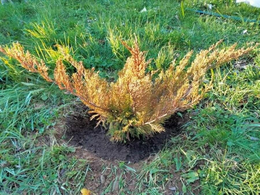 Juniperus × media habit