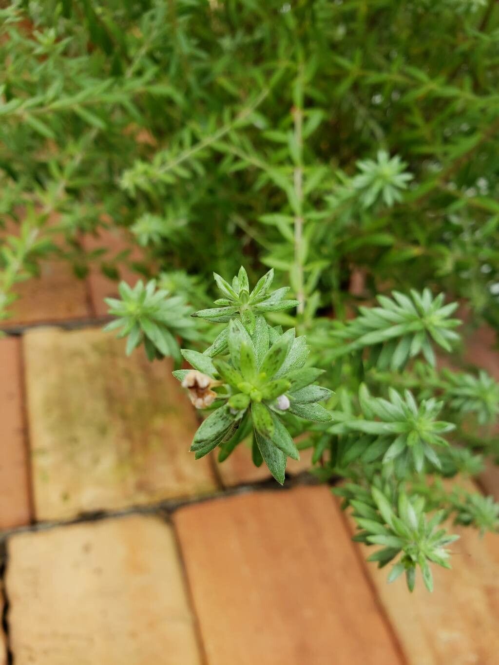 Westringia brevifolia leaf