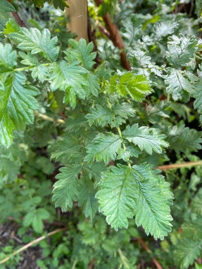 Leucosidea sericea — clay tolerant houseplant